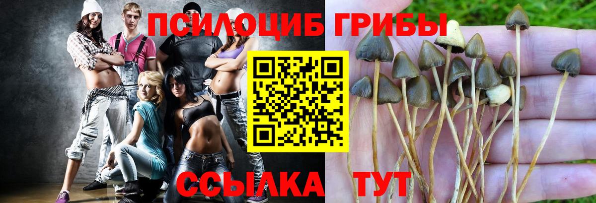 Псилоцибиновые грибы Cubensis Ачинск